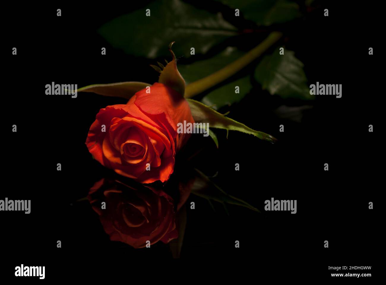 Low key roses hi-res stock photography and images - Alamy