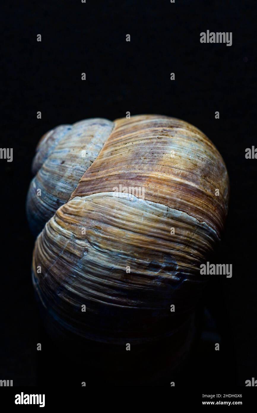texture, snail, case, textures, snails, cases Stock Photo Alamy