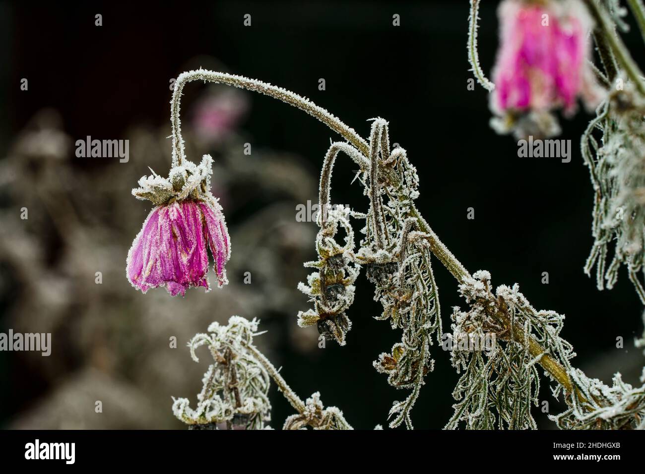 frost, rime, jewelry cosmos flower, frosts, rimes, cosmos flowers Stock ...