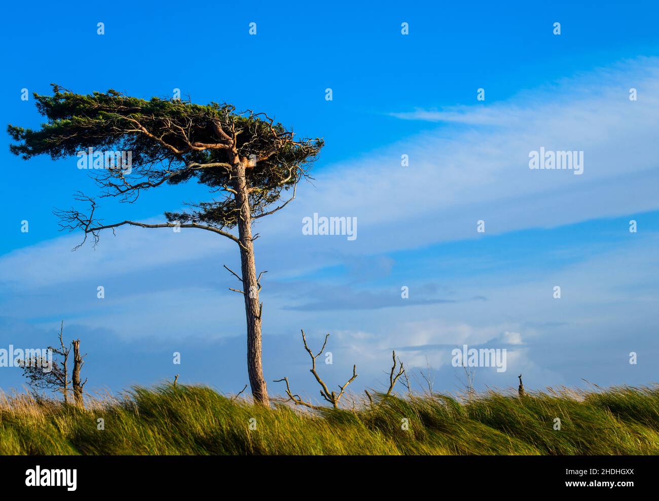 windswept trees Stock Photo