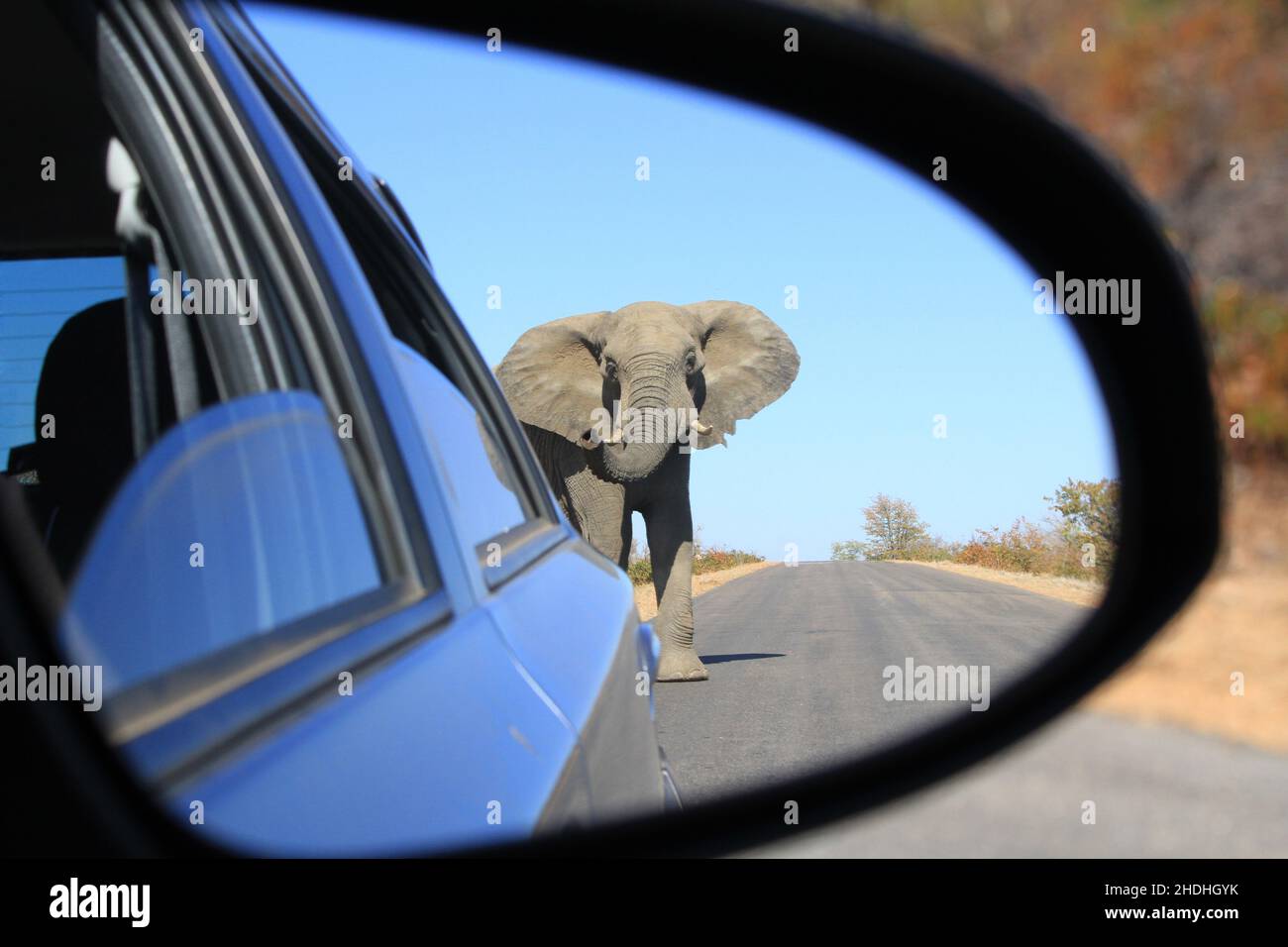 rearview mirror, elephant, south africa, rearview mirrors, elephants