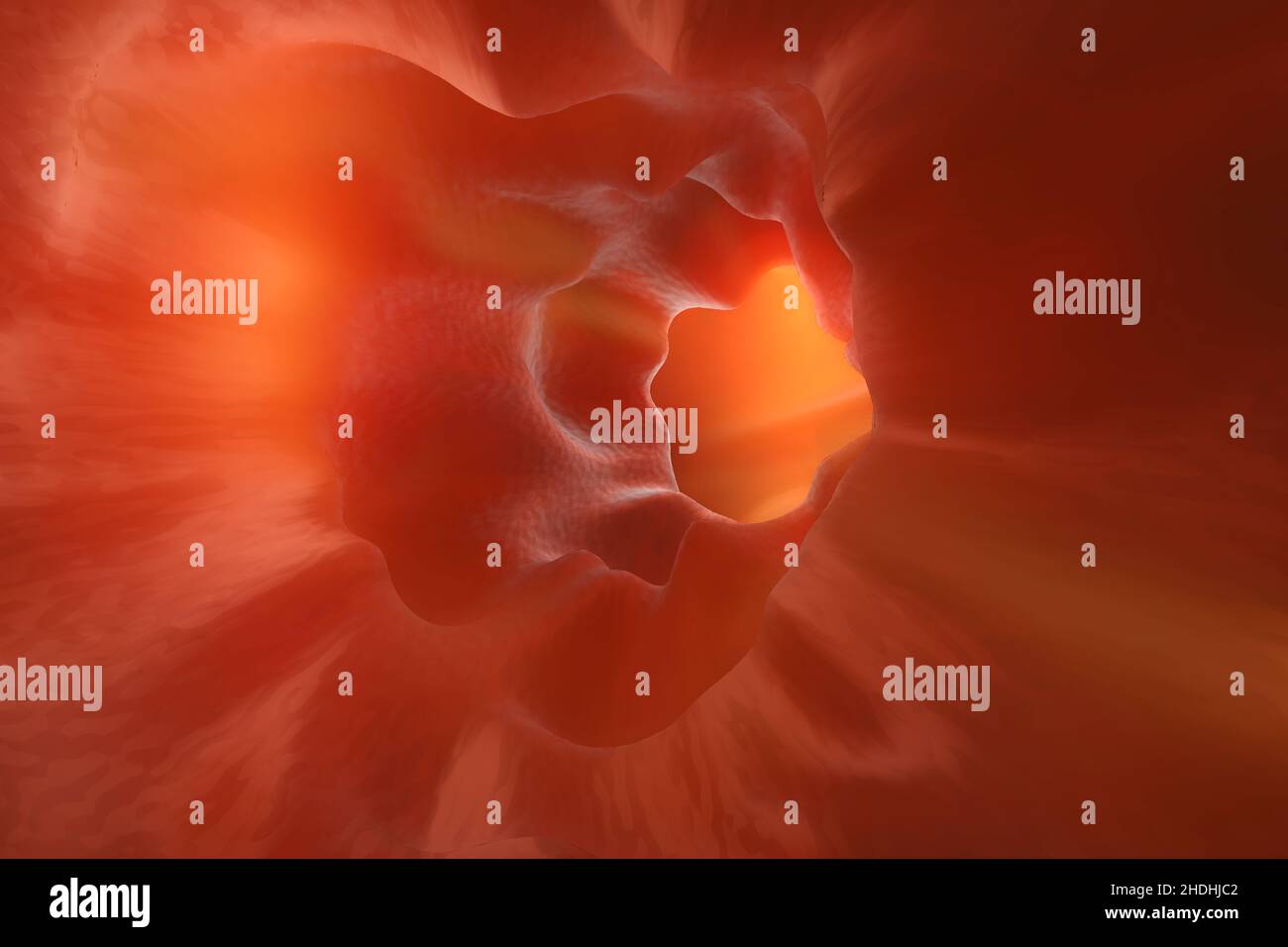 anatomy, intestine, endoscopy, anatomies, intestines, endoscopies Stock ... Biology Diagrams