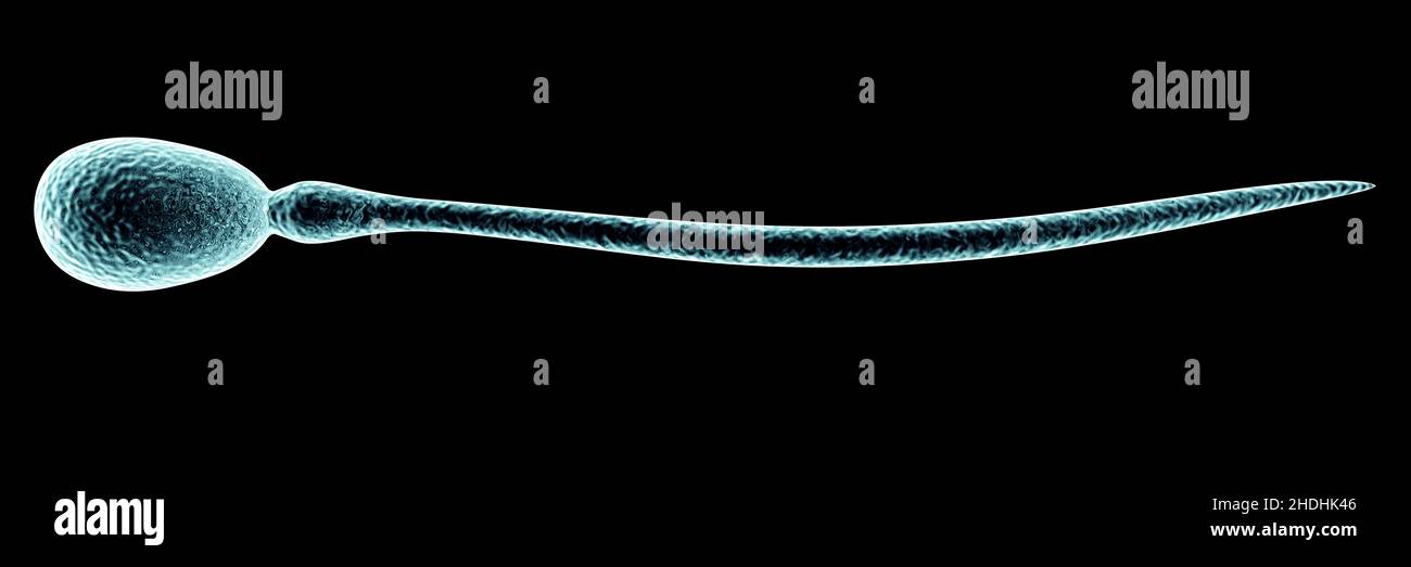 reproduction, human sperm, microscopic, reproductions, human sperms