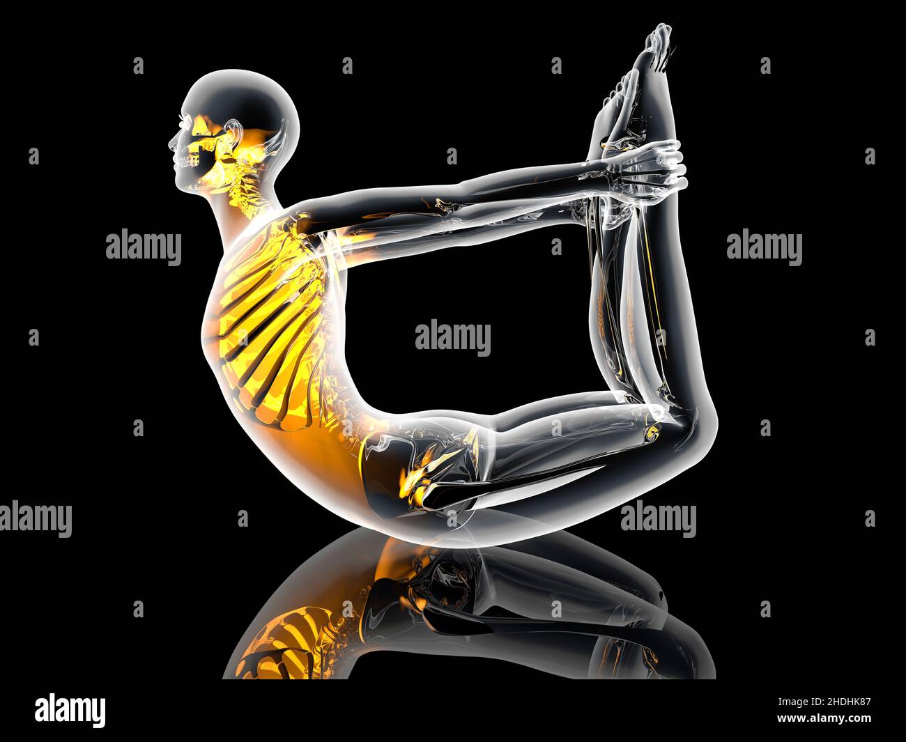 skeleton, physiology, flexibility, skeletons Stock Photo