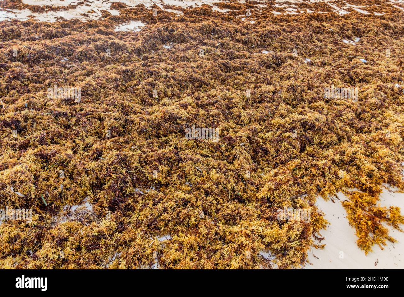 Seaweed at a sand beach Stock Photo Alamy