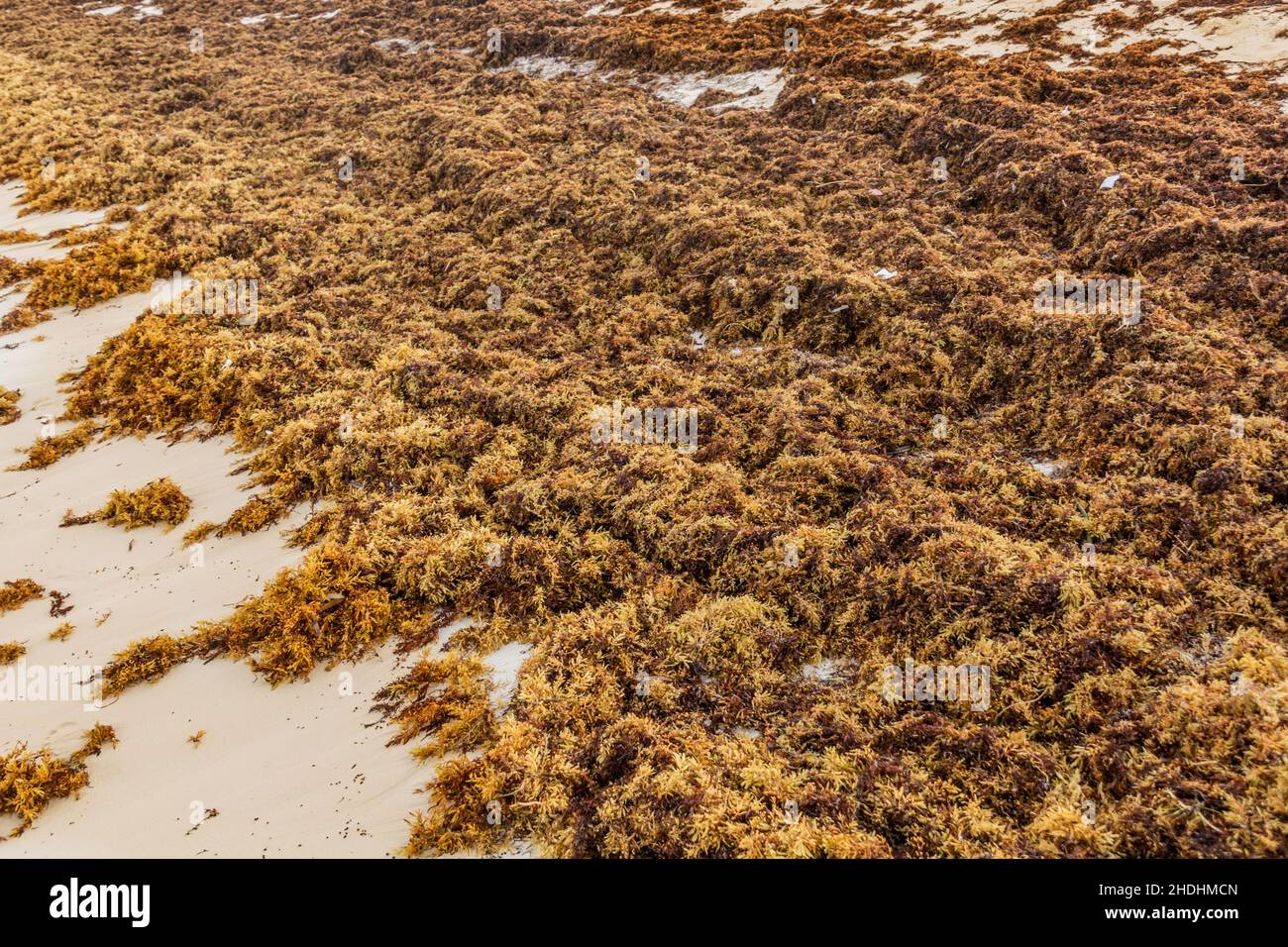 Seaweed at a sand beach Stock Photo Alamy
