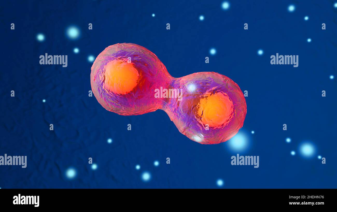 Neucleuses Nucleuses hi-res stock photography and images - Alamy