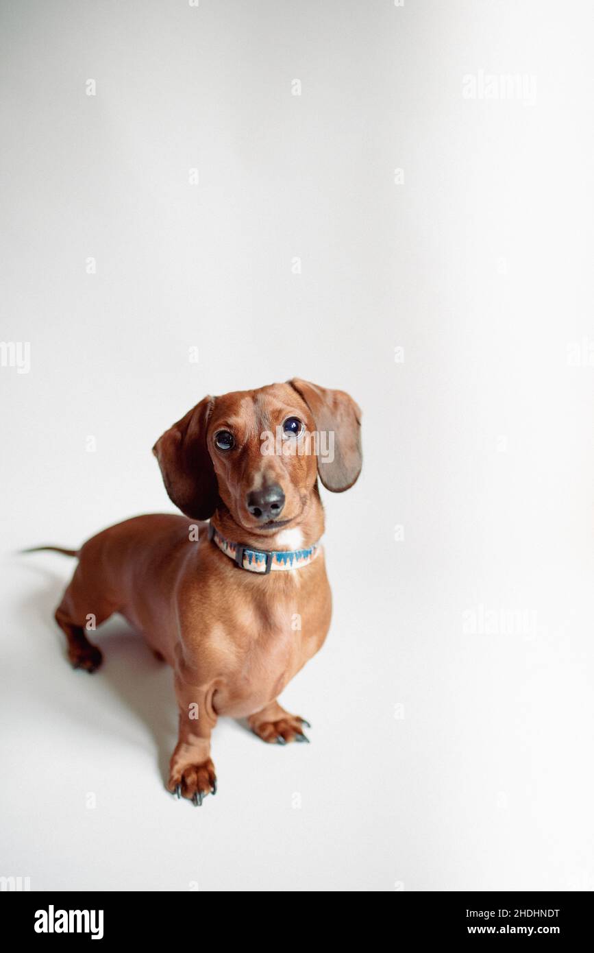 Cute purebred short-haired dachshund stands on a white backdrop. Sweet small brown wiener dog. Purebred dog stands on white backdrop. Stock Photo