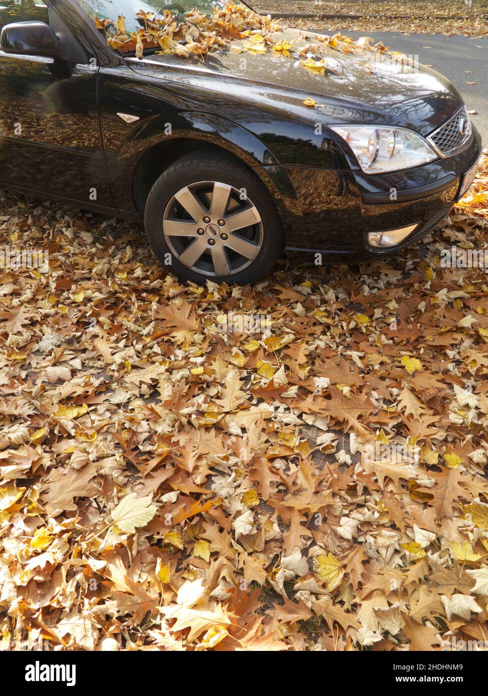 autumn leaves, cars, windshield, leaf, car, windshields Stock Photo Alamy