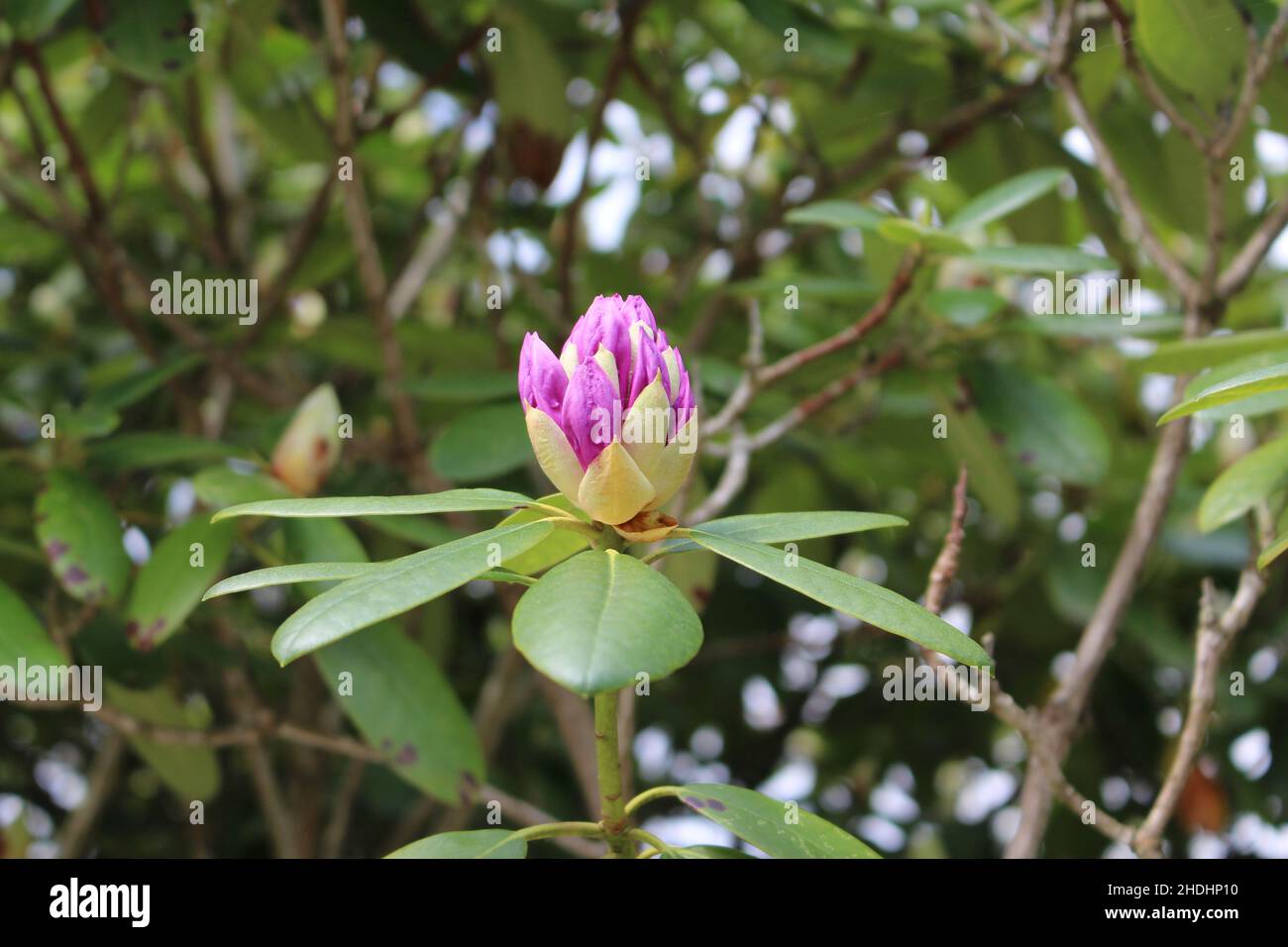rhododendron flower, rhododendron flowers Stock Photo