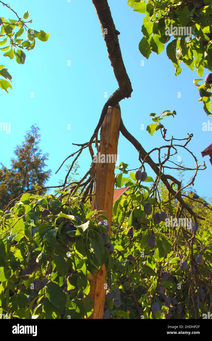 supporting, plum tree, support, supportive, plum trees Stock Photo Alamy
