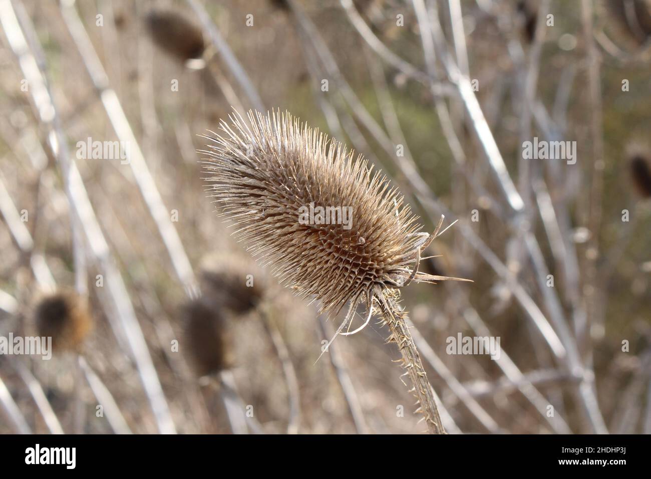 thistle, faded, thistles, fadeds Stock Photo