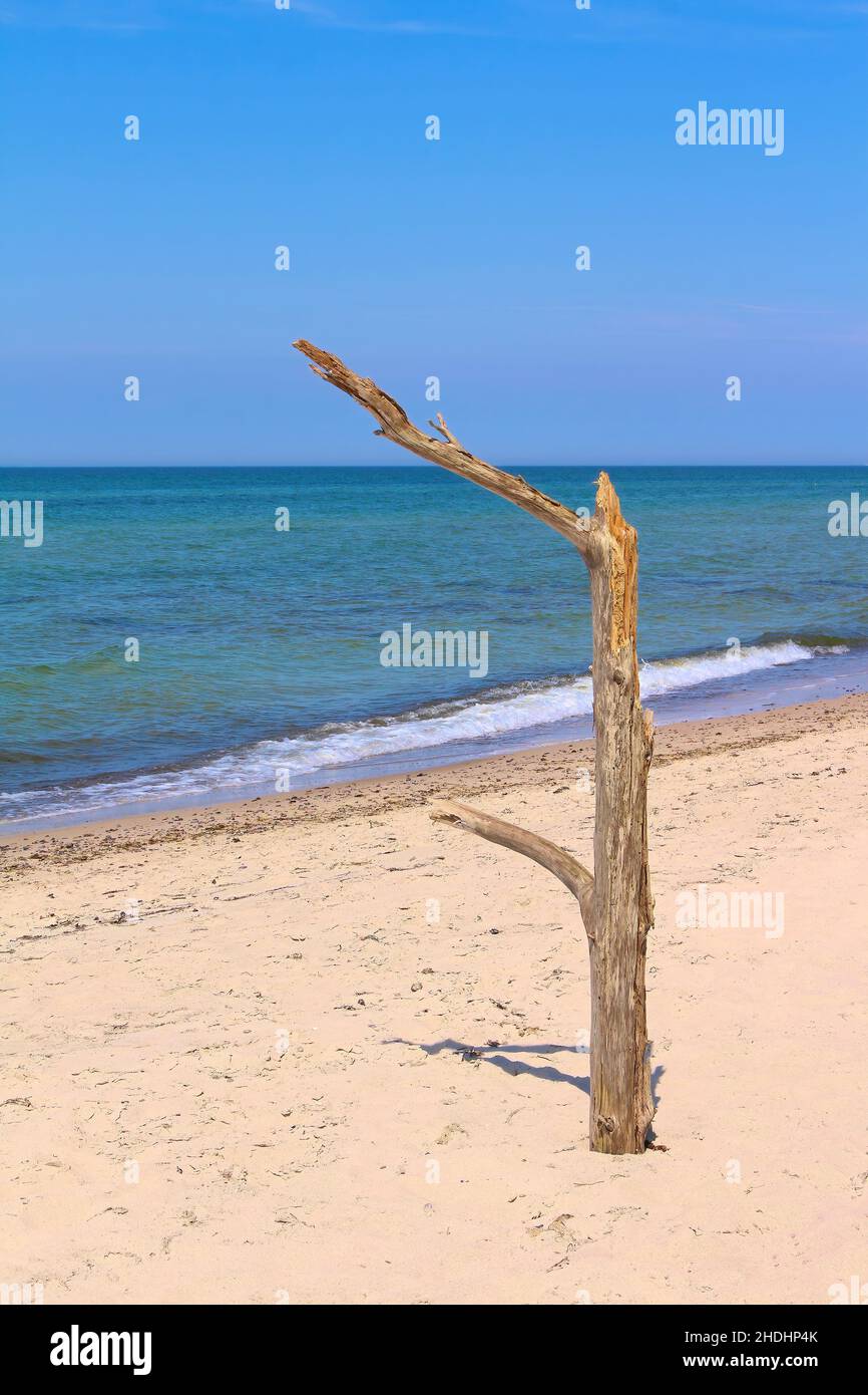 beach, deadwood, beaches, seaside, deadwoods Stock Photo