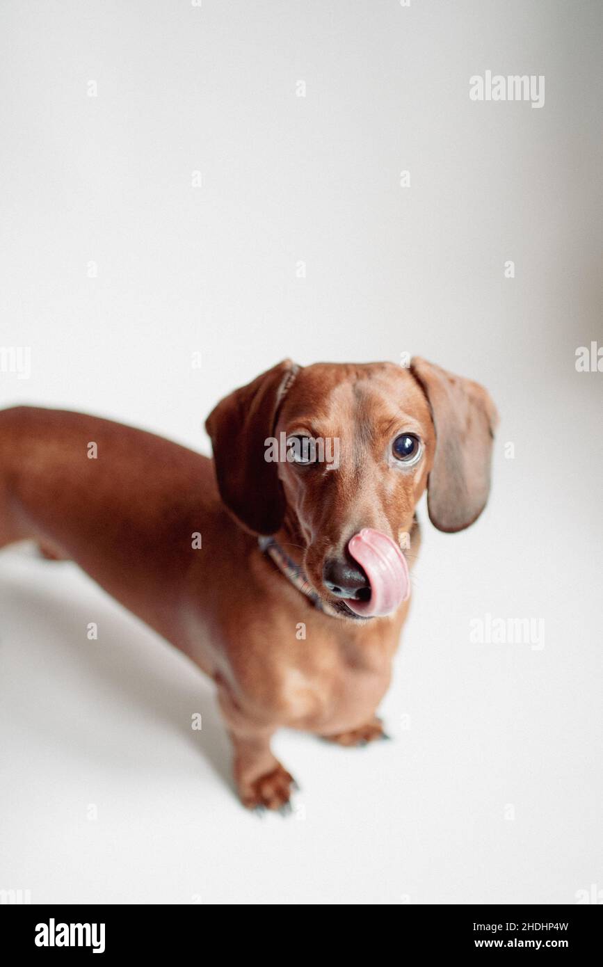 Cute purebred short-haired dachshund stands on a white backdrop. Sweet small brown wiener dog. Purebred dog stands on white backdrop. Stock Photo