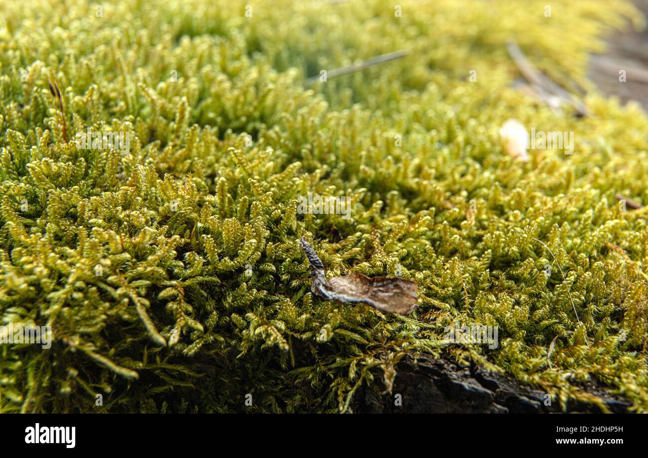 Fine green moss growing in forest, closeup macro detail, abstract natural background Stock Photo