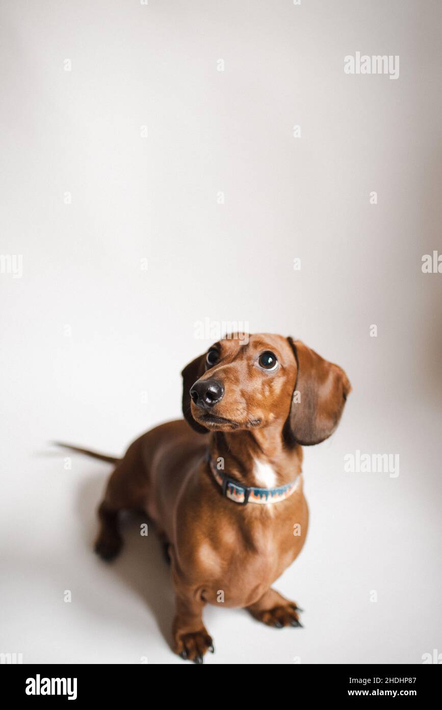 Cute purebred short-haired dachshund stands on a white backdrop. Sweet small brown wiener dog. Purebred dog stands on white backdrop. Stock Photo