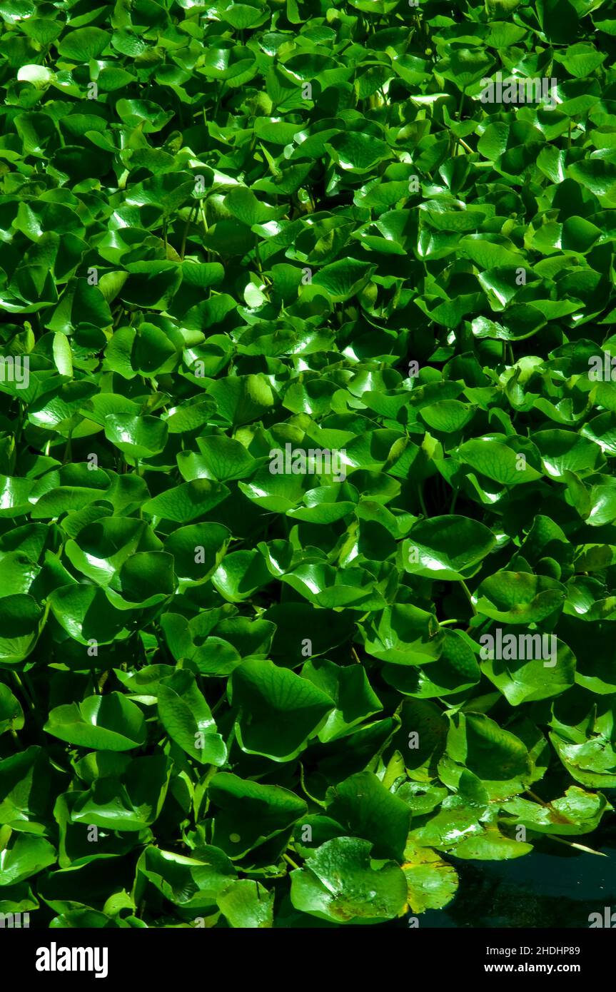 water plant, broadleaf arrowhead, arrowhead, water plants, sagittaria