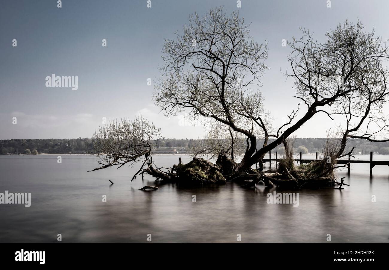 tree, lake, wannsee, trees, lakes, wannsees Stock Photo - Alamy