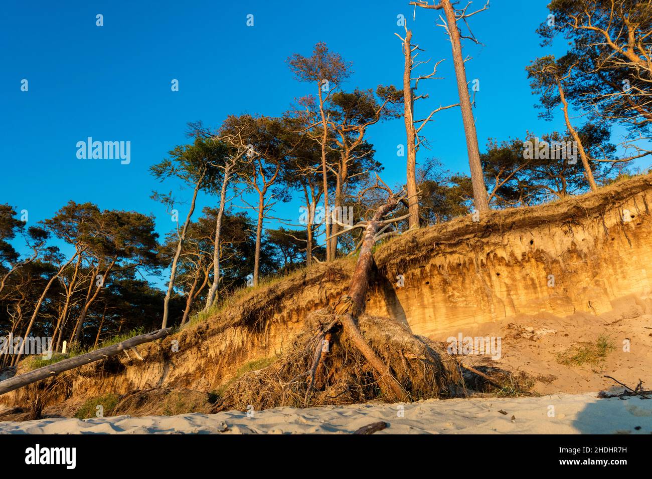 tree trunk, storm damage, deadwood, trunks, storm damages, deadwoods ...