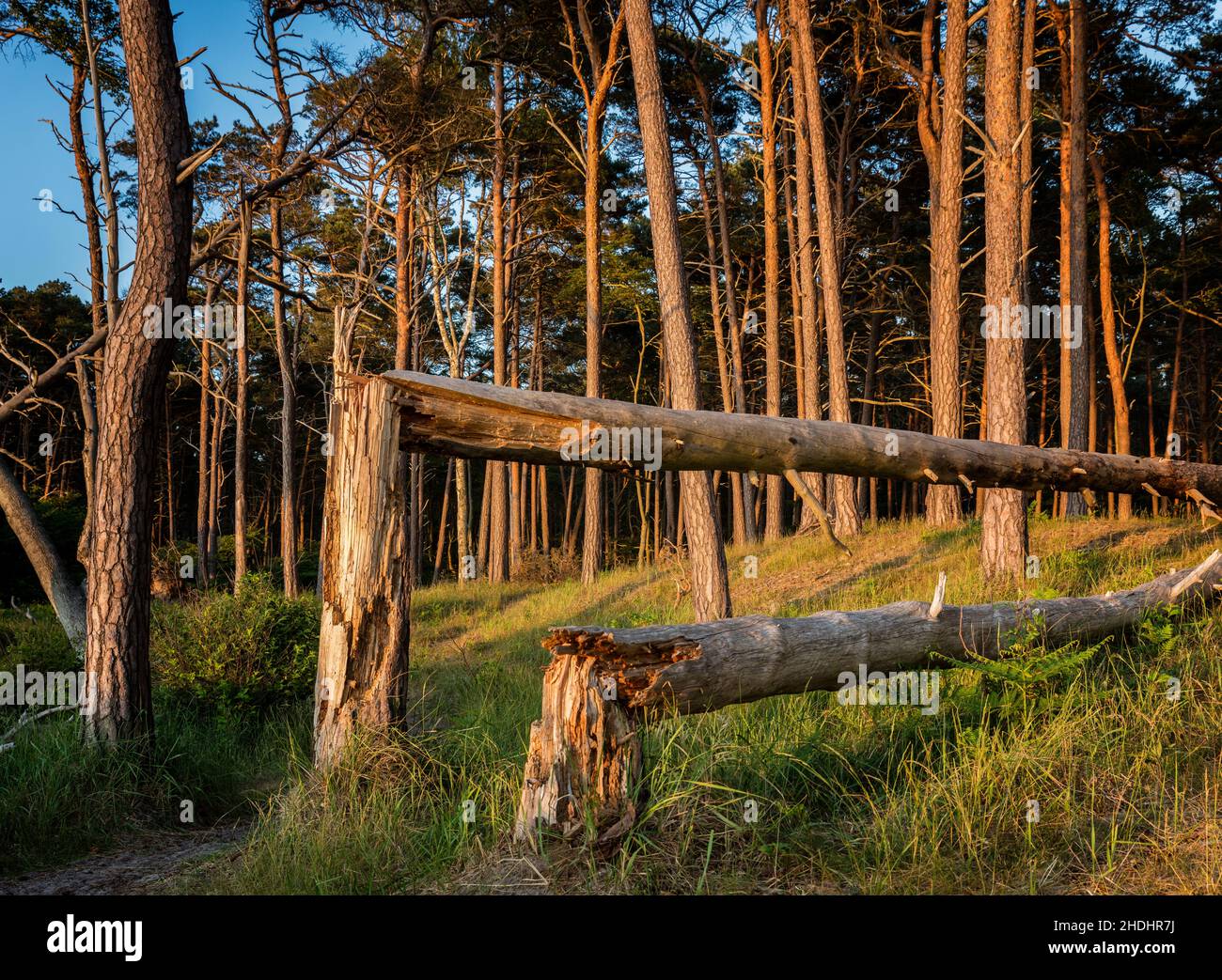 tree trunk, storm damage, deadwood, trunks, storm damages, deadwoods ...