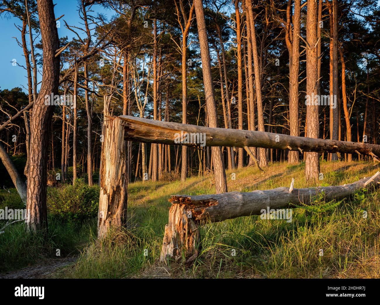 tree trunk, storm damage, deadwood, trunks, storm damages, deadwoods Stock Photo