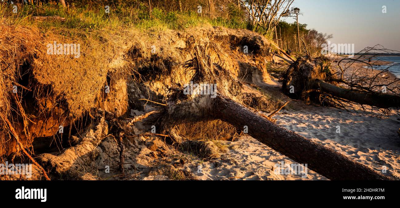 tree trunk, storm damage, deadwood, trunks, storm damages, deadwoods Stock Photo