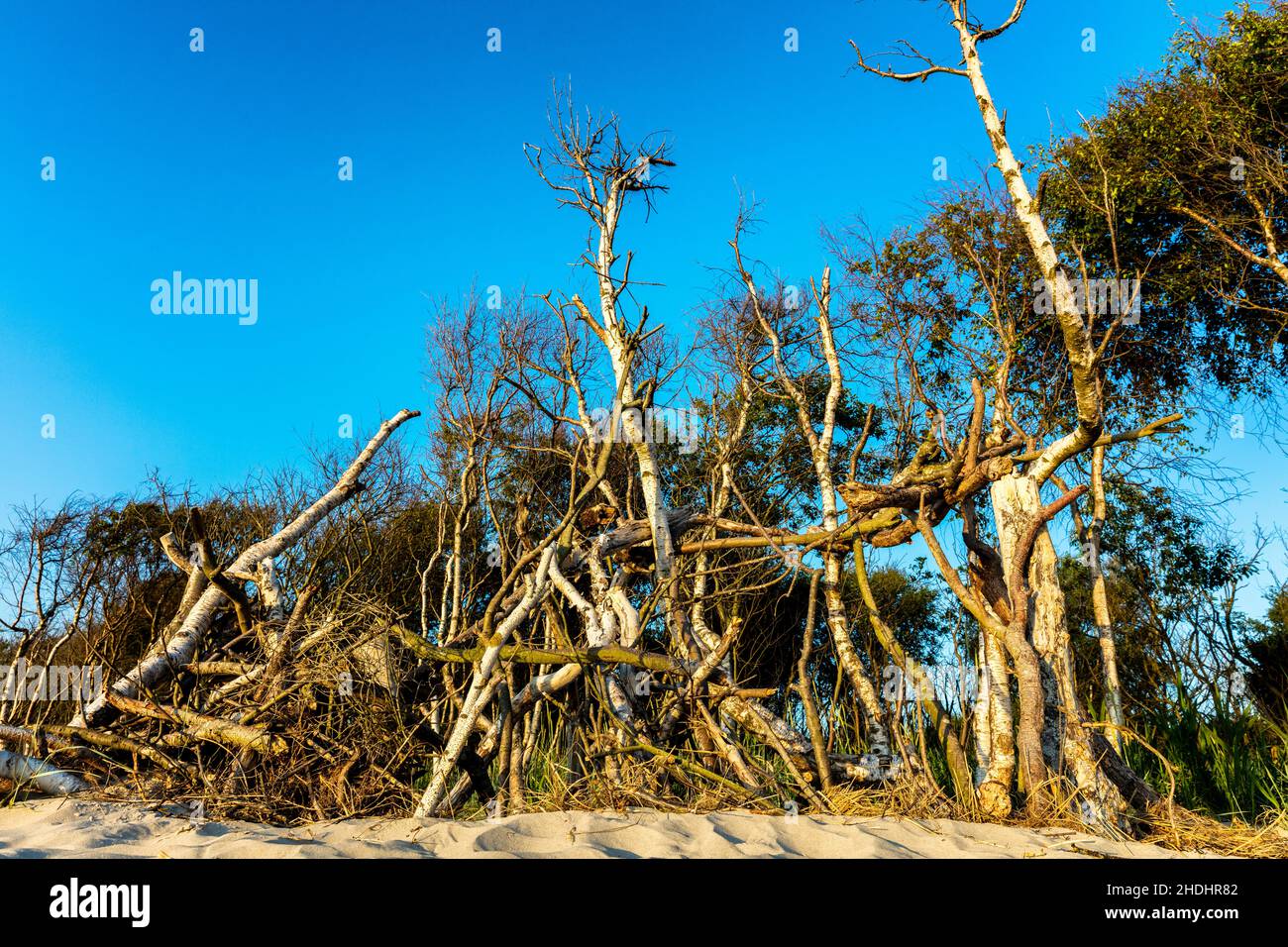 tree trunk, storm damage, deadwood, trunks, storm damages, deadwoods Stock Photo