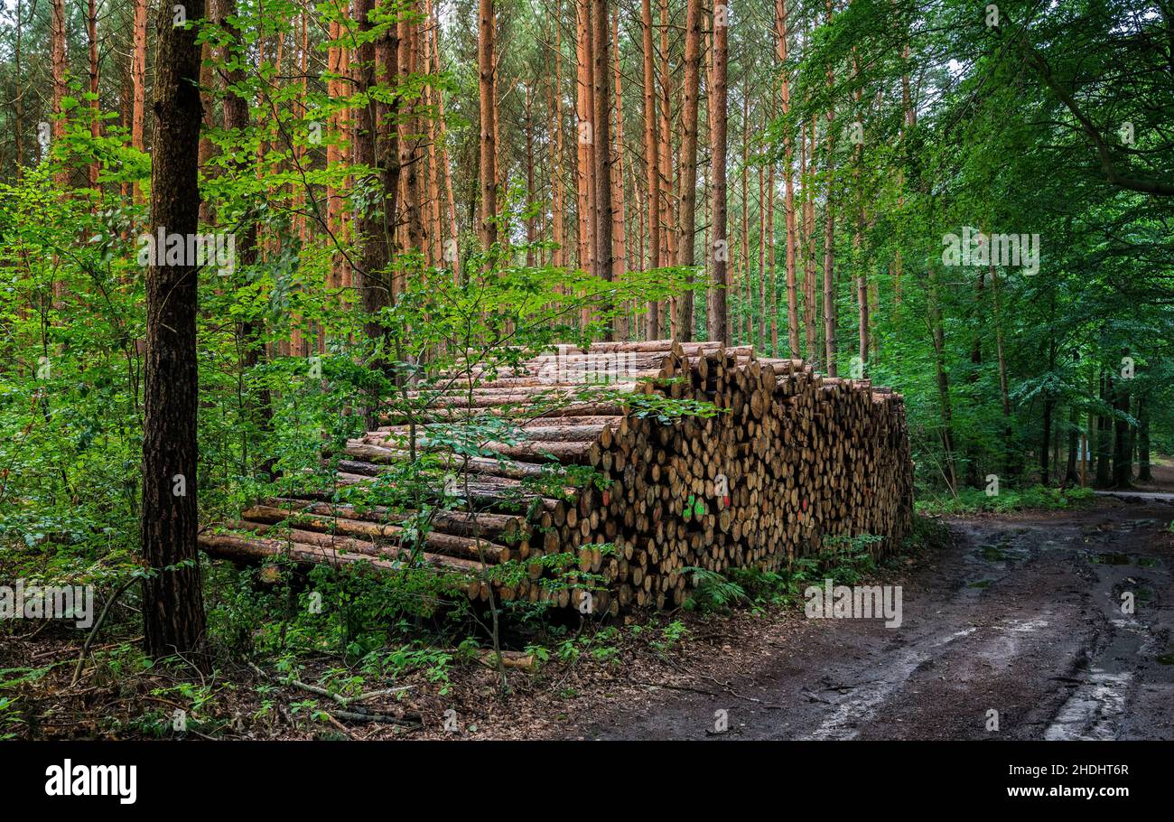 wood, wood pile, forestry, woodland, woodlands, woods, wood piles