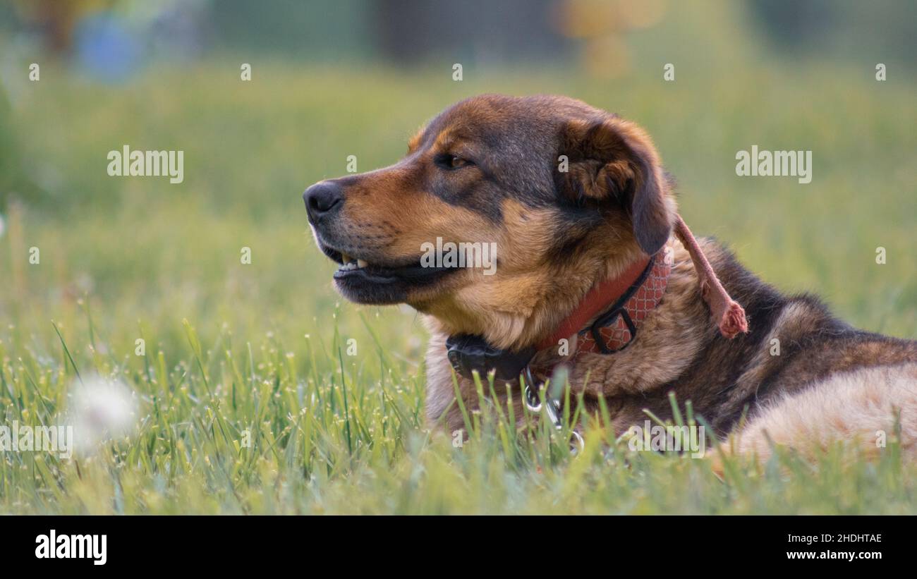 Austrian dog breed hi-res stock photography and images - Alamy