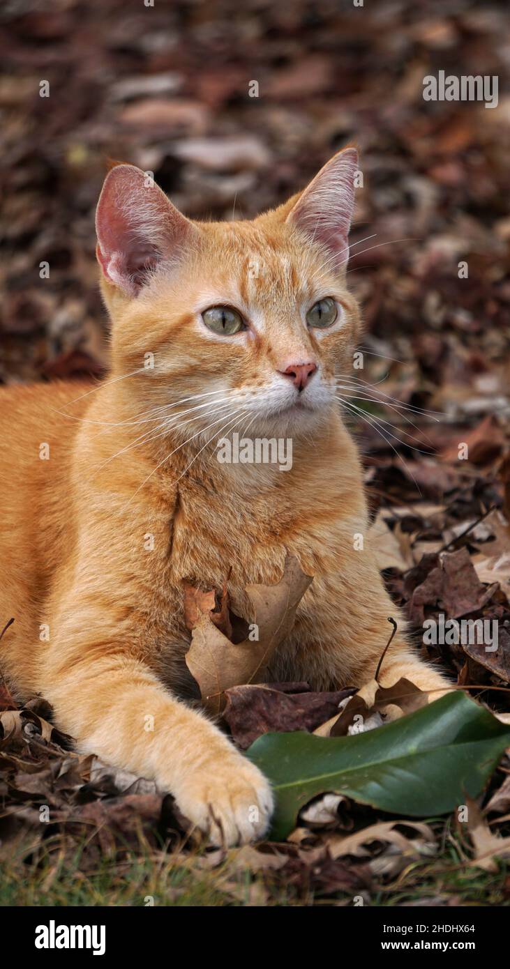 A shorthaired ginger tabby cat laying on fall leaves Stock Photo - Alamy