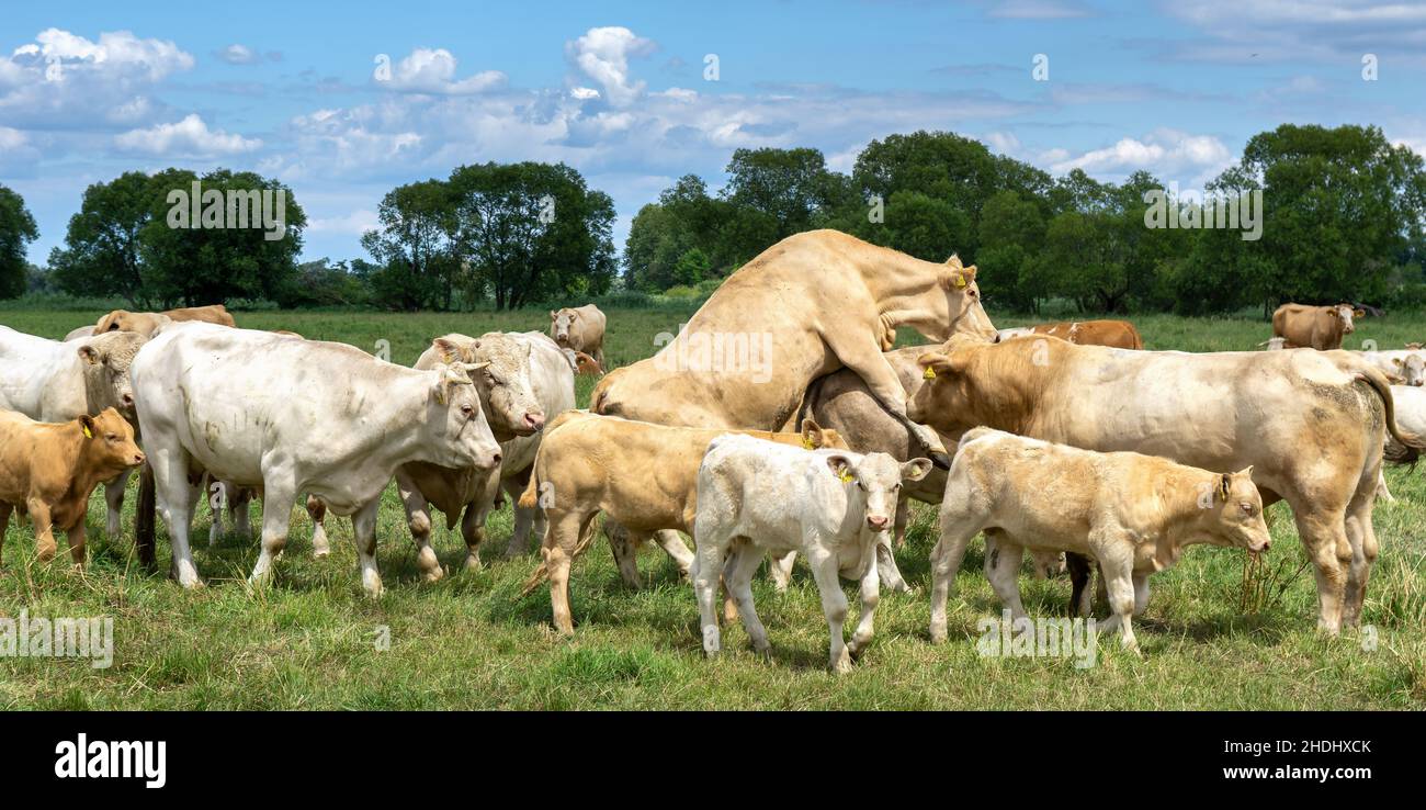 Stud bull hi-res stock photography and images - Alamy