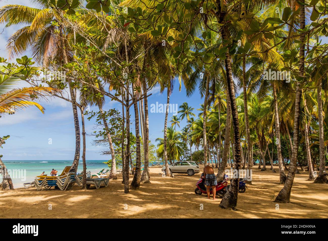 LAS TERRENAS, DOMINICAN REPUBLIC DECEMBER 4, 2018 Palms on a beach