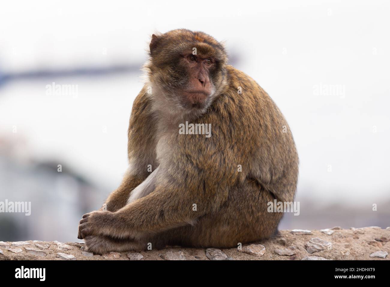 Gibraltar, United Kingdom - December 10, 2021: The Barbary macaque, also called the Gibraltar monkey, is found in some areas of the Atlas Mountains of Stock Photo