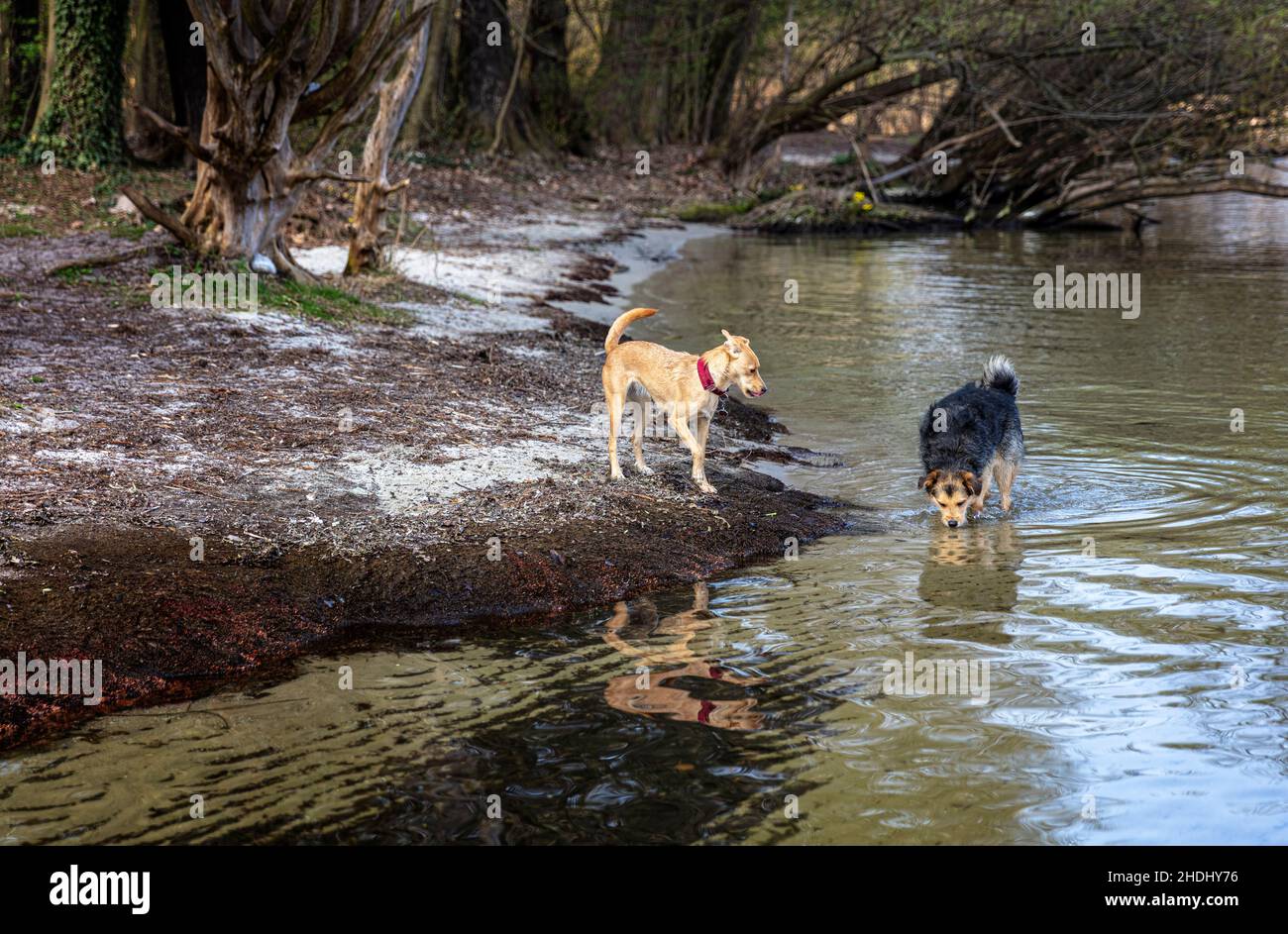 river, dogs, rivers, dog Stock Photo Alamy