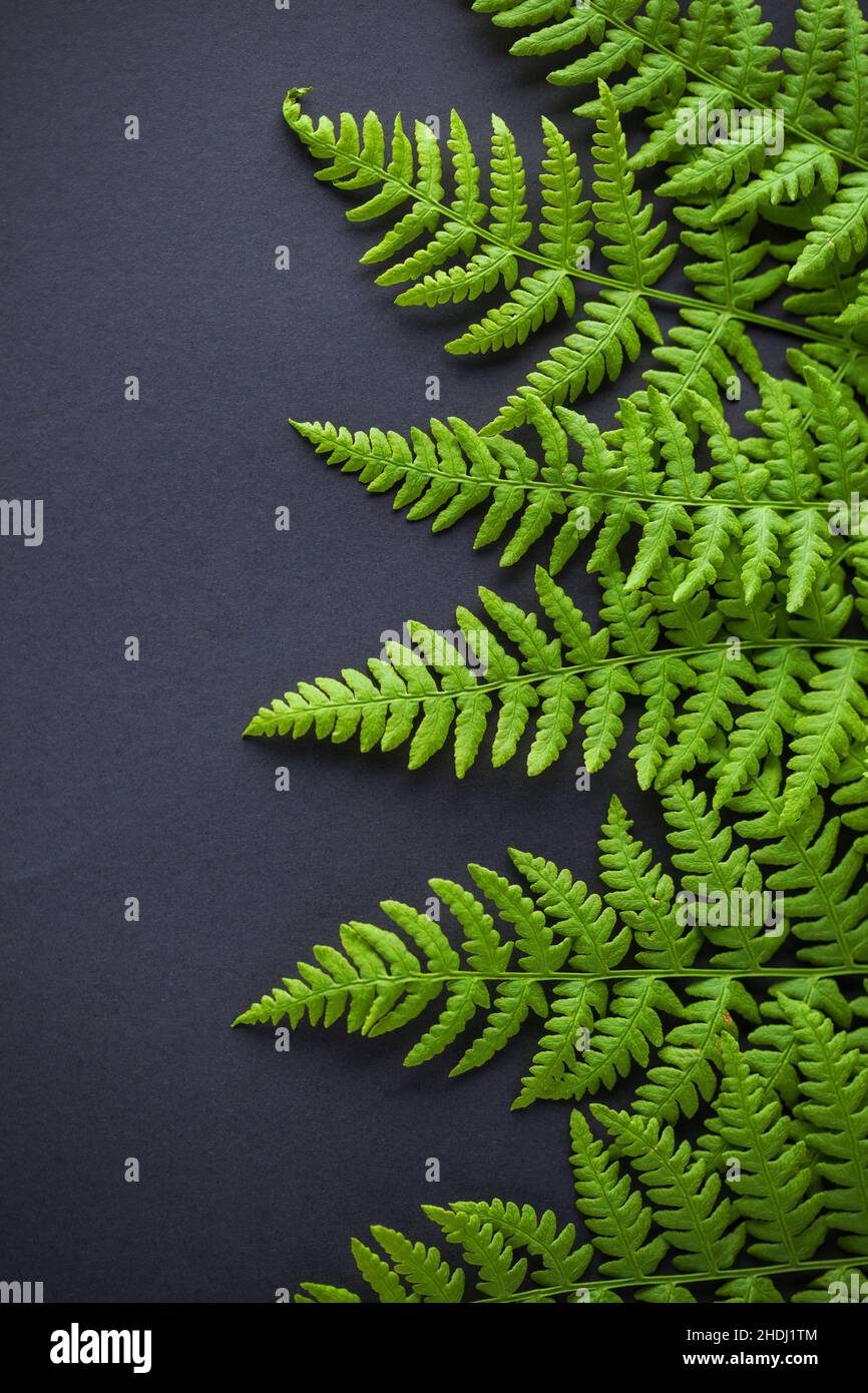 Vertical shot ferns plant hi-res stock photography and images - Alamy