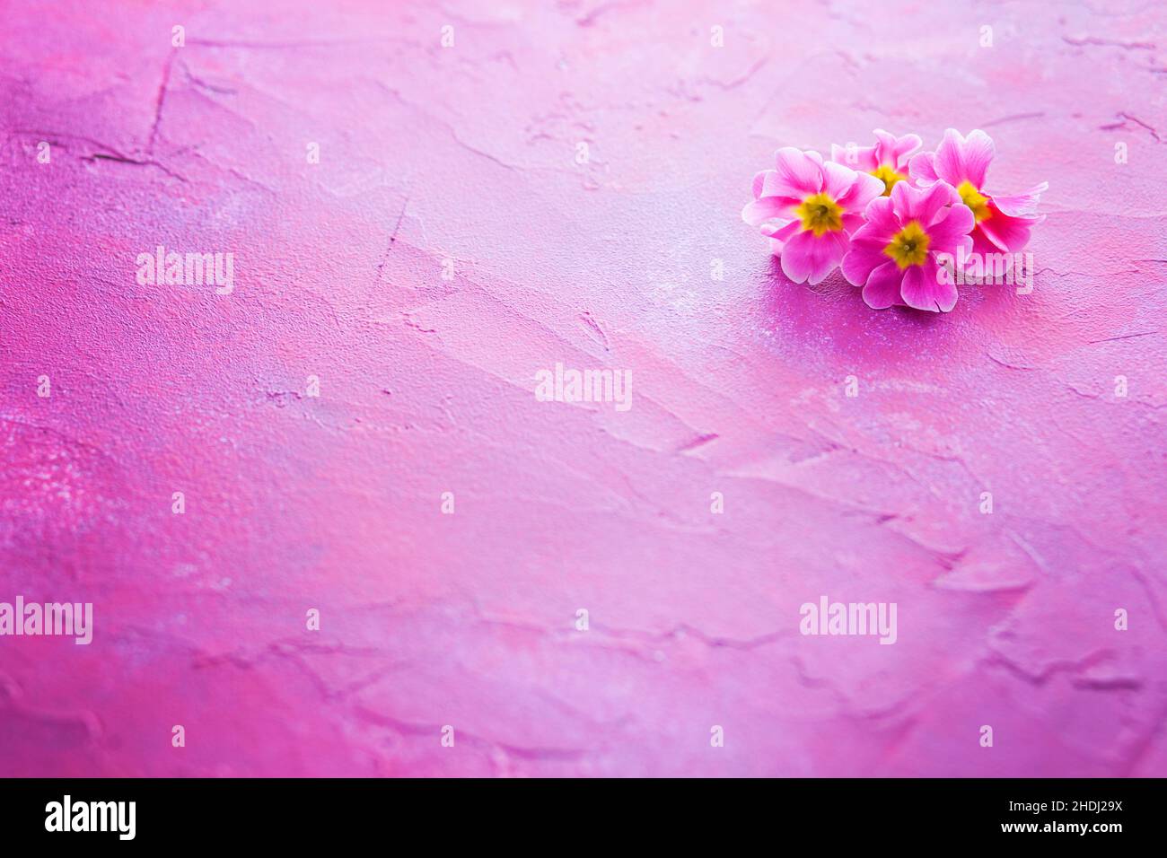 blossom, pink, blossoms, pinks Stock Photo