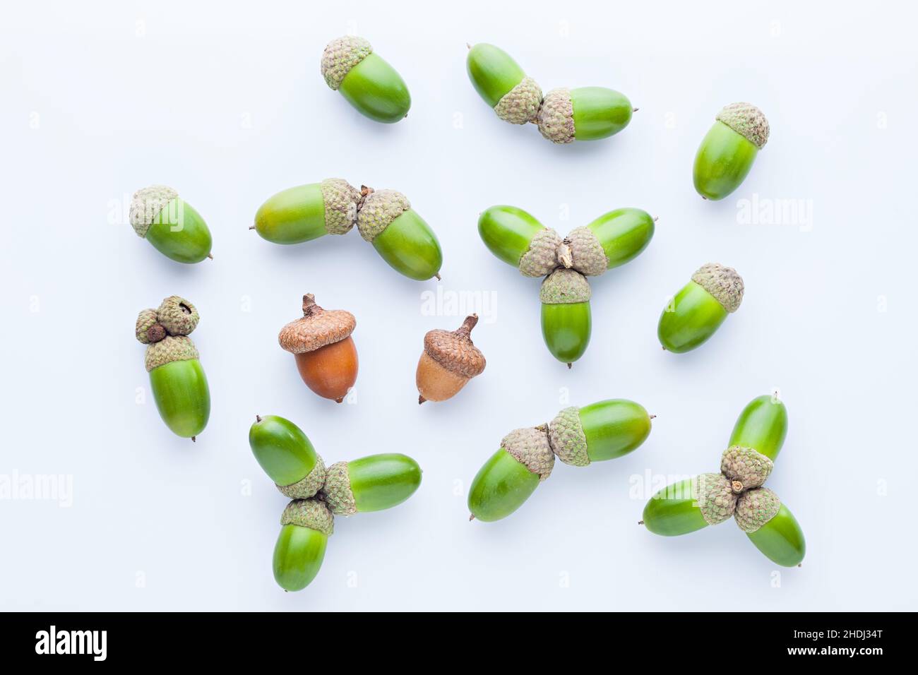 White oak acorns hi-res stock photography and images - Alamy