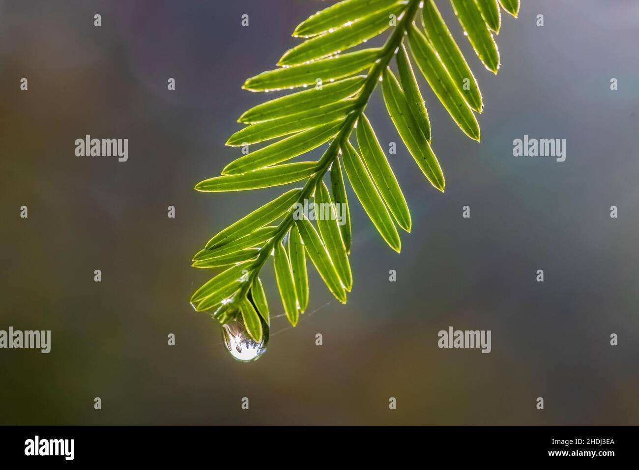 Coast Redwood needles with raindrop in Prairie Creek Redwoods State Park, Redwood National and State Parks, California, USA Stock Photo