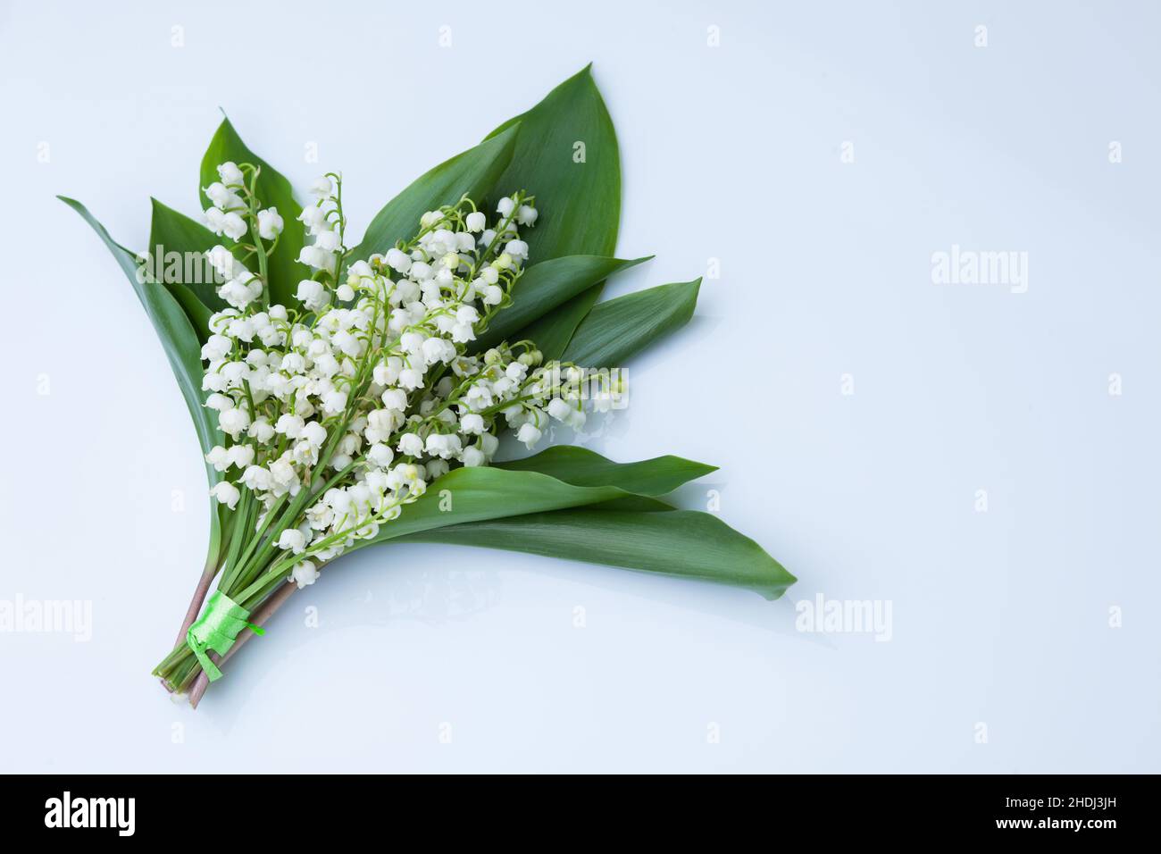 lily of the valley, lily of the valleys Stock Photo Alamy