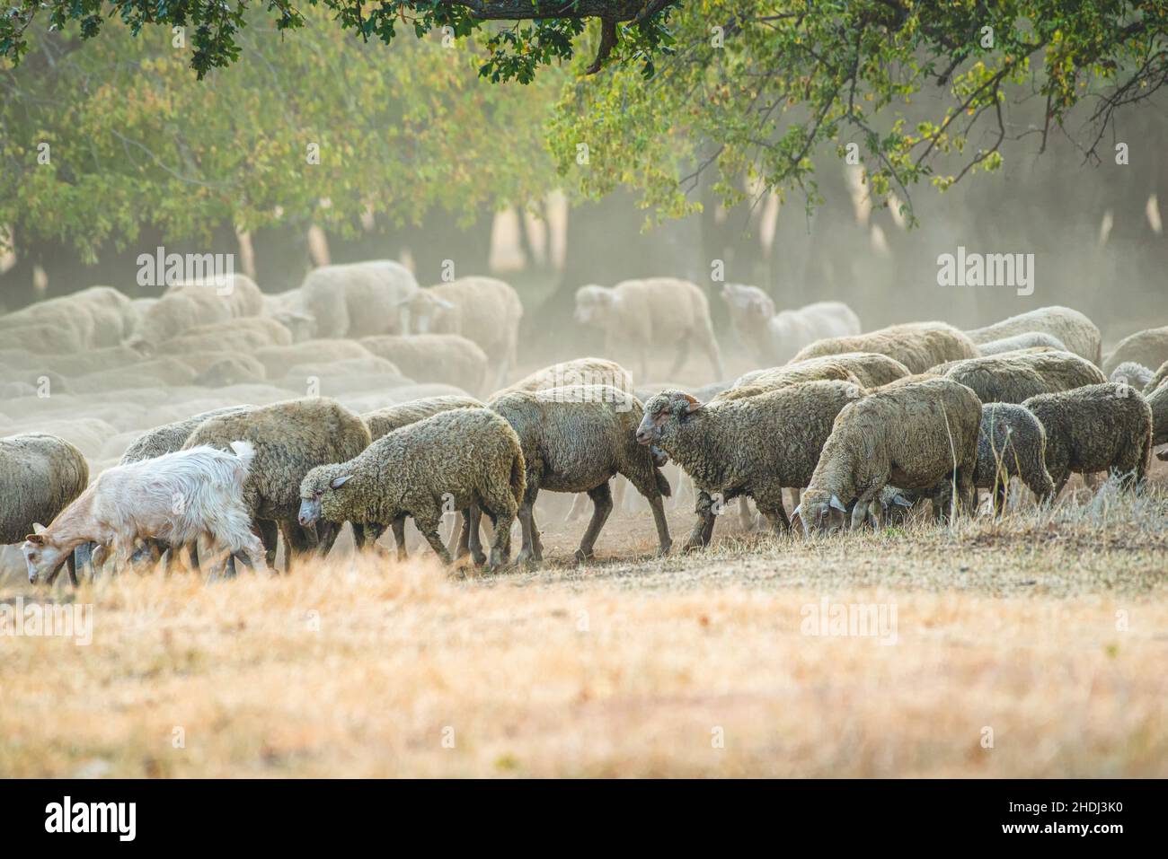 Flock of sheep in the woods in summer time Stock Photo - Alamy