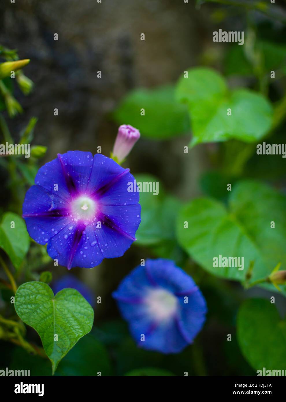 Blue Morning glory flowers Stock Photo Alamy