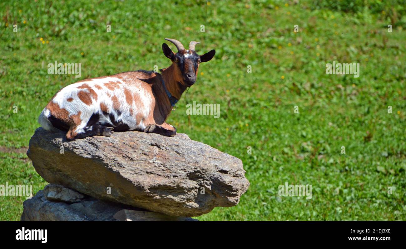 goat, goats Stock Photo