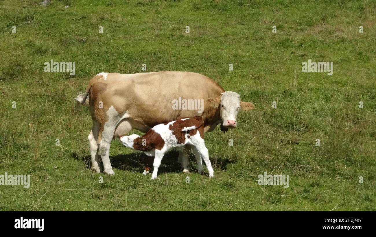 cow, suckling, calf, cows, calfs, calves Stock Photo Alamy