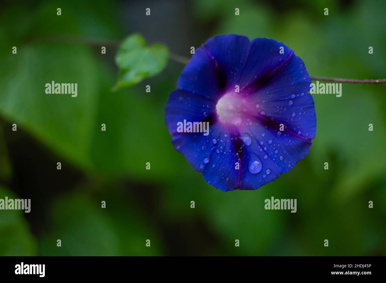 Blue Morning glory flowers Stock Photo Alamy
