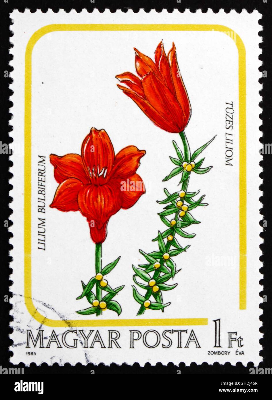 HUNGARY - CIRCA 1985: a stamp printed in the Hungary shows Fire Lily ...