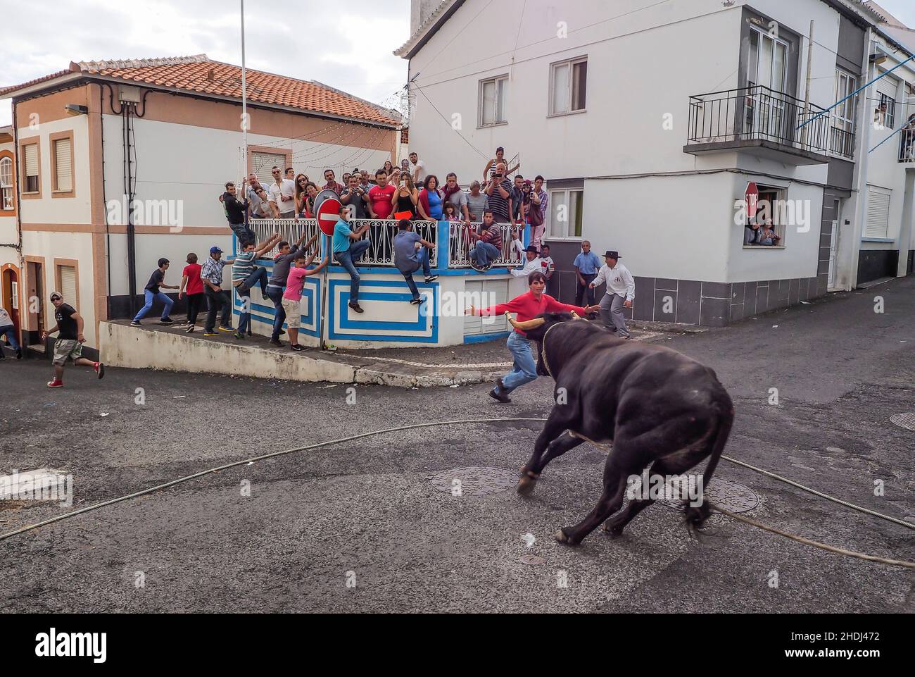 bullfight, terceira, tourada a corda, bullfights Stock Photo Alamy