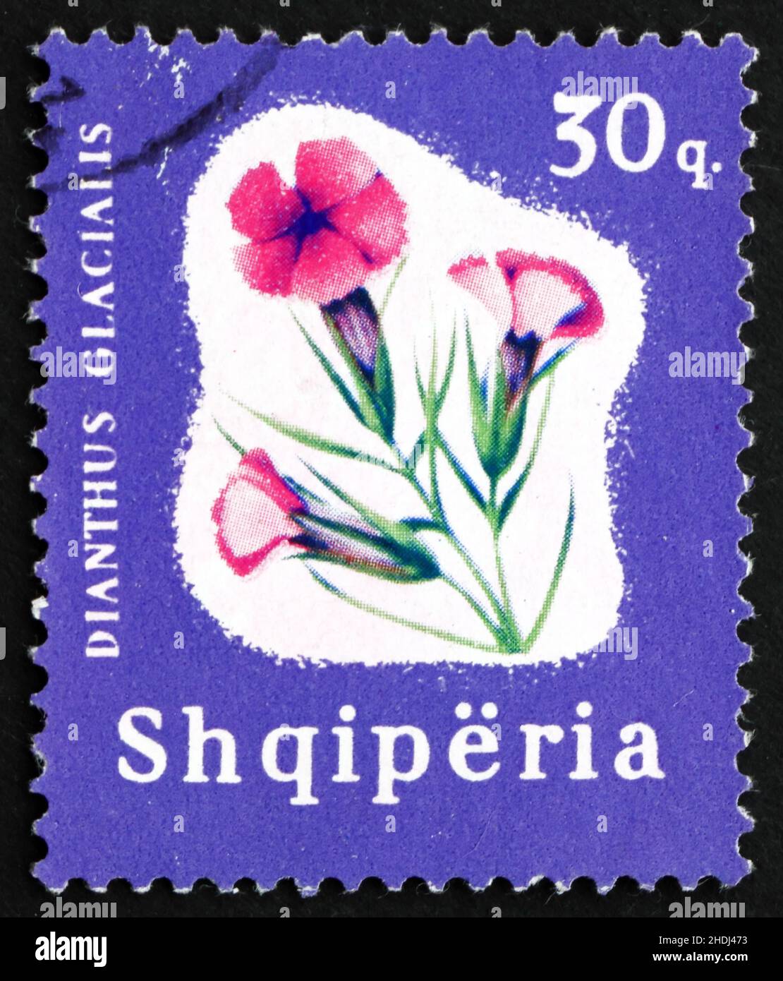 ALBANIA - CIRCA 1965: a stamp printed in the Albania shows Glacier Pink, Dianthus Glacialis, Perennial Plant, circa 1965 Stock Photo