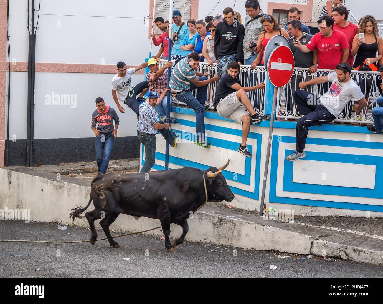 bullfight, terceira, tourada a corda, bullfights Stock Photo Alamy