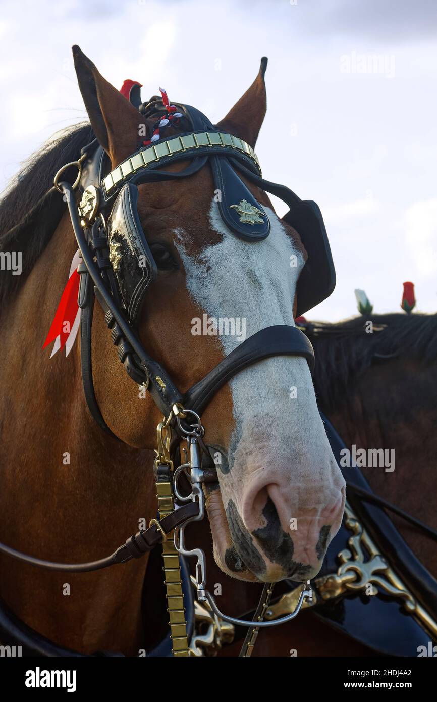 Blinkers (horse Tack) Wikipedia edu.svet.gob.gt