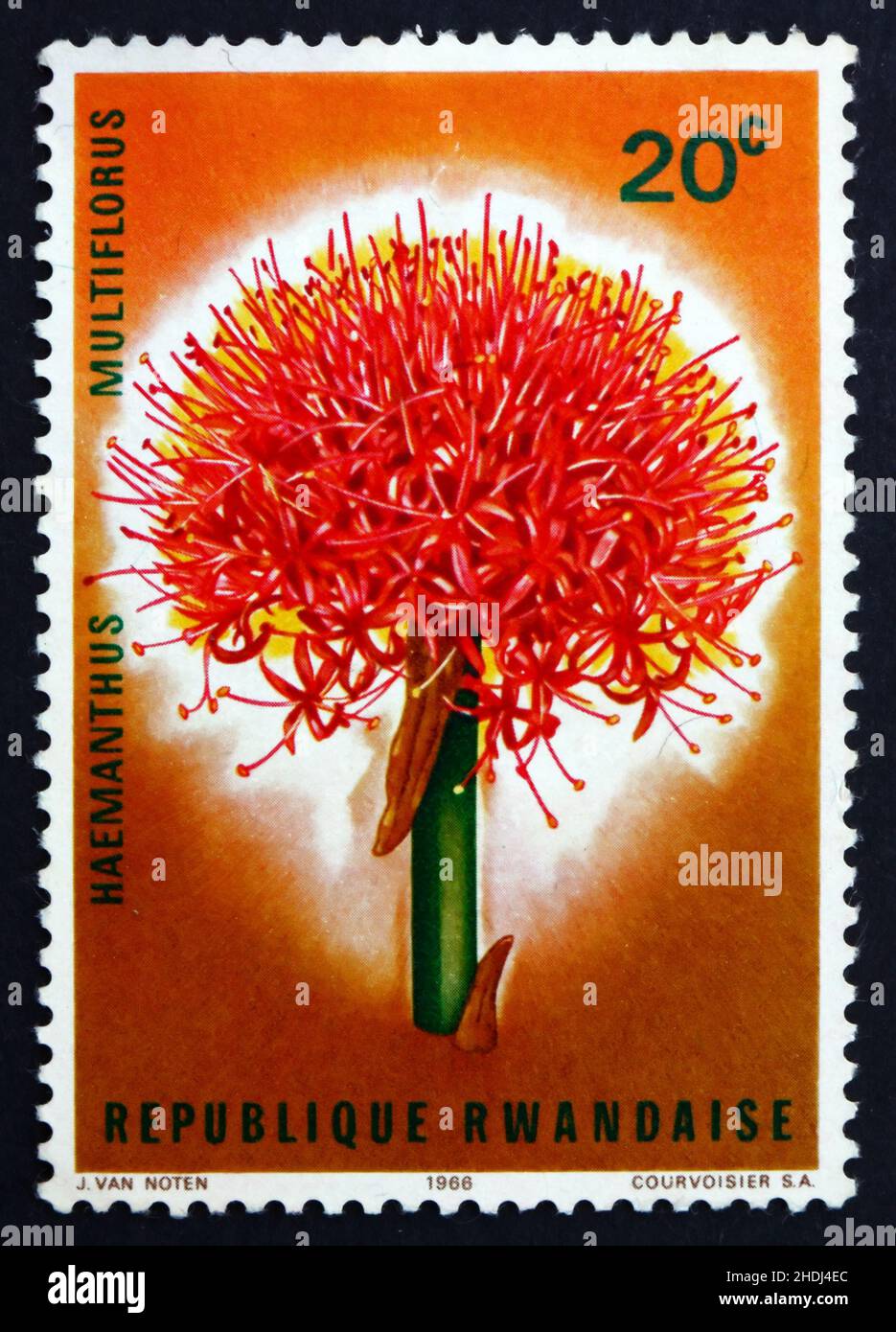 RWANDA - CIRCA 1966: a stamp printed in Rwanda shows Blood Lily, Scadoxus Multiflorus, Flower, circa 1966 Stock Photo